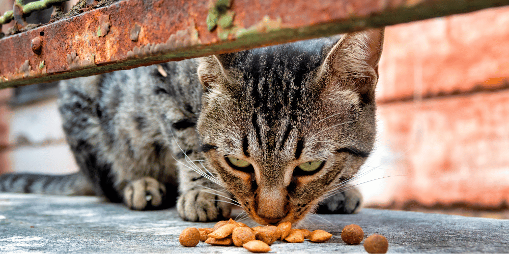 Gata Millu comiendo víctima de maltrato animal en Gran Canarias