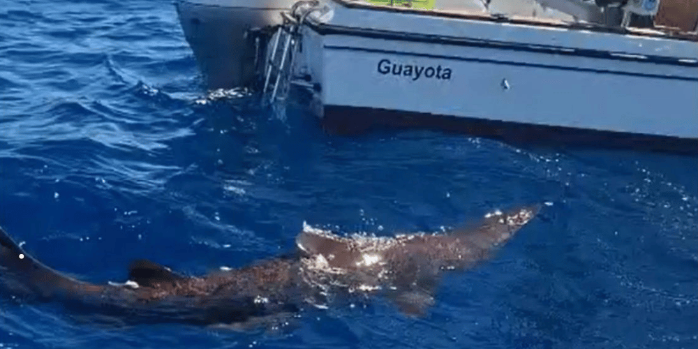 Tiburón duende vivo