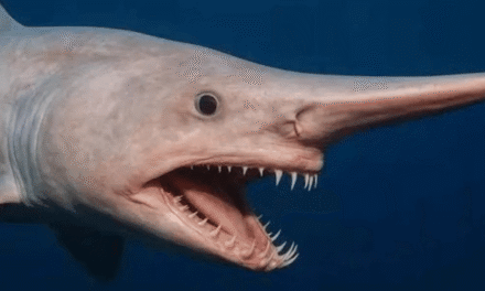 Tiburón duende vivo en Canarias: primer avistamiento confirmado por la ULL
