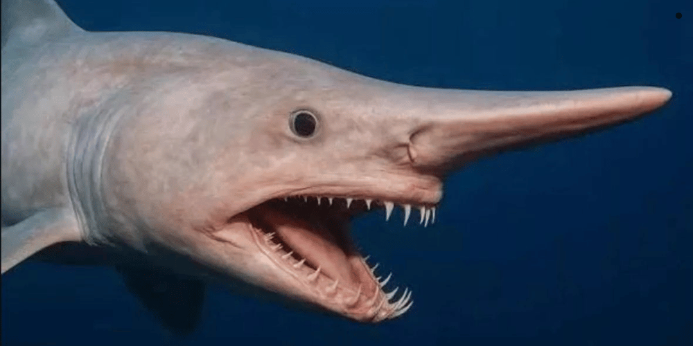 Tiburón duende vivo en Canarias: primer avistamiento confirmado por la ULL