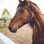 Detenido un profesor de equitación en Gran Canaria por propinar patadas a su caballo tras descalificación