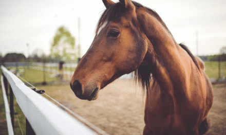 Detenido un profesor de equitación en Gran Canaria por propinar patadas a su caballo tras descalificación