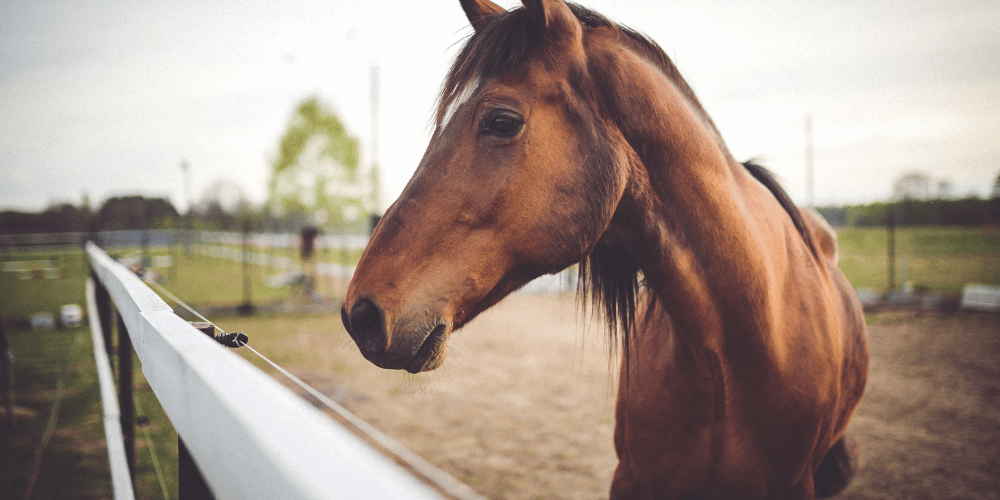Detenido un profesor de equitación en Gran Canaria por propinar patadas a su caballo tras descalificación